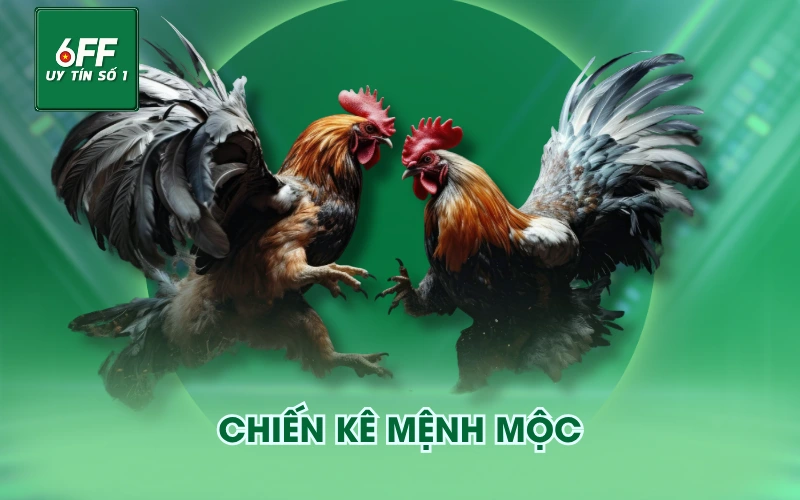 Chiến kê mệnh Mộc